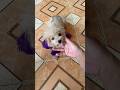 Tết ăn quá ăn😄#dogs #dog #shorts