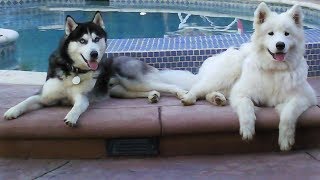 Rædsel Sindssyge brugerdefinerede Siberian husky and Samoyed talk and sing | Funny Pets | Beautiful Dogs -  YouTube