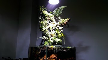 How make paludarium with more moss - Bể bán cạn mini với nhiều rêu