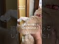 猫にこっぴどく叱られた！怒った声を聞いてね。猫との暮らし