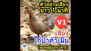เสียงไก่ป่าตัวเมีย เวอร์ชั่น 1 : ต่อไก่ (เดอะฮาวน์ รวมเสียงป่า)