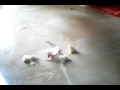 Ramuan yang jitu untuk menyehatkan burung merpati balap yang terserang penyakit burung kurang sehat