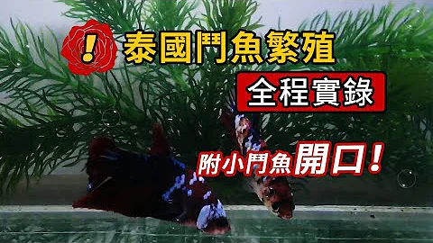 泰國將軍鬥魚繁殖全過程,合缸抱魚交配產卵,小魚平游豐年蝦開口 - 天天要聞