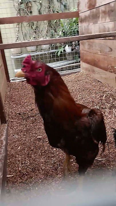 ayam aseel madras #madrasaseel