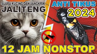 CARA TERBARU 2024 UNTUK MENGUSIR TIKUS, DIJAMIN AMPUH❗ SUARA KUCING DAN JANGKRIK❗ 12 JAM NONSTOP❗❗❗