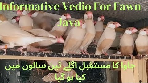 Java Future in next 3 Years || Fawn Java Future in Pakistan || Informative Vedio|| Asifbirdsfarm