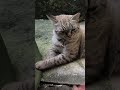 Cute cat #cat #cute #kitten #sweet