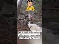 woman falls into the river #shorts #shortsvideo #uddinreacts #water #accidentnews #river #yoga