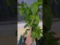 Fast Growing Trees order - Nancy Garrison Passionfruit