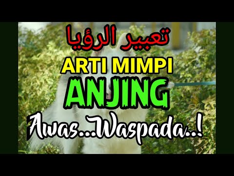 Video: Apa yang Anda Ketahui Jika Anjing Anda Memiliki mimpi buruk