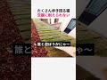 たくさん歩き回る猫 お腹空いて仕方ない