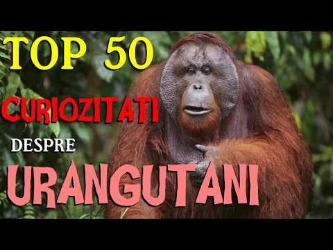 Video: Primul Raport Al Infecției Cu Leishmania Infantum în Orangutanul Pe Cale De Dispariție (Pongo Pygmaeus Pygmaeus) în Madrid, Spania