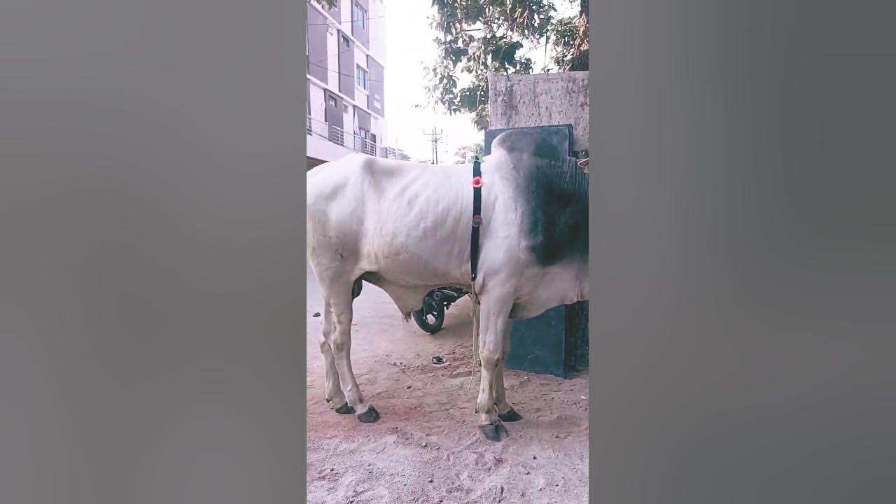 pure ongole bull for sale for more details contact number pure-ongole-bull-for-sale-for-more-details-contact-number