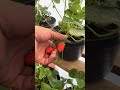 Cortando fresas en maceta por primera vez dentro del mini invernadero