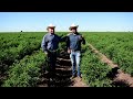 Fuimos a visitar a Don Esteban en su plantación de Chile Chiltepín en Campo Plata, Angostura, Sin.