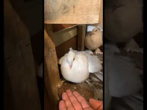 My Indian fantail