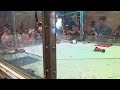 Ant Rumble