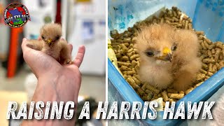 Raising A Baby Hawk | Wildlife Command Center  Ep.1
