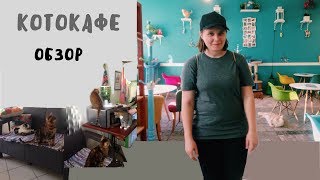 КОТОМАНИЯ VS КОТИКИ И ЛЮДИ | АНТИКАФЕ | MASHA MIF | КОТОМАНИЯ VS КОТИКИ И ЛЮДИ | АНТИКАФЕ | MASHA MIF |