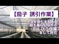 【茄子 誘引作業】茄子を誘引するための紐を垂らしながらの農作業風景
