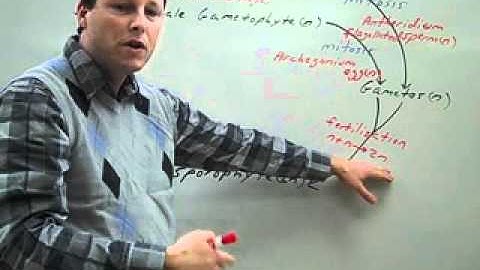 Bryophyte LIfe Cycle.wmv