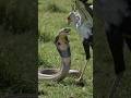 Secretary Bird vs Cobra 🐍⚡ Lightning-Fast Attack in the Grassland | Nature's Ultimate Snake Hunter