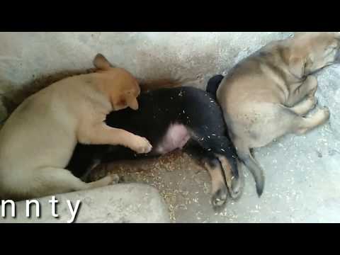 3 loại chó - không nên nuôi trong nhà - kinh nghiệm chọn chó | nnty
