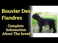 Bouvier Des Flandres. Pros and Cons, Price, How to choose, Facts, Care, History