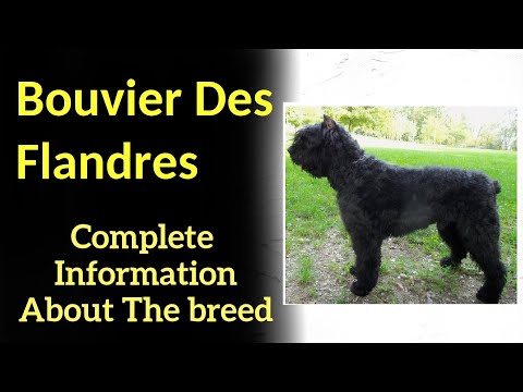 Video: Bouvier Des Flandres Anjing Breed Hypoallergenic, Kesehatan Dan Umur