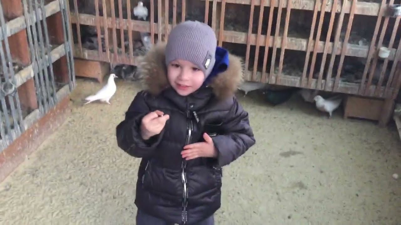 #Pigeons.Поздравление главного голубятника с 8 мартом.