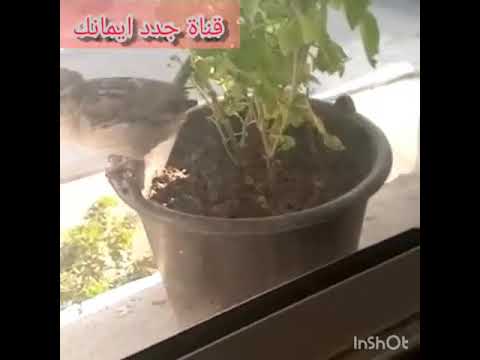 عصفور يعيش الحرية في زمن كورونا