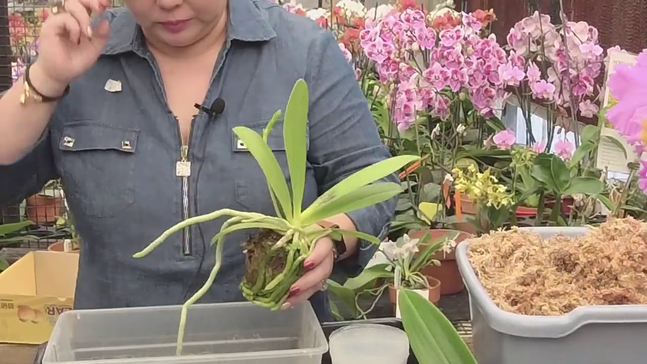 Norman Fang Live! Episode 44 Optimum Culture for Nobile Type Dendrobium