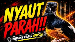 Kretekan Keras dan Tembakan Pendongkrak Emosi Gacor Murai Batu