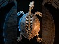 Почему черепаха УМРЁТ без панциря? Шокирующая правда 🐢