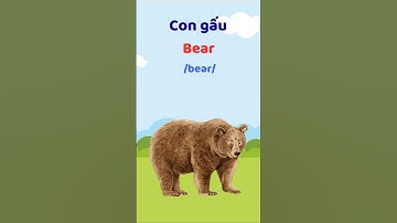 Con Gấu - Học từ vựng tiếng Anh #thaytuvuitinh
