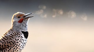How I Got THIS Photo | Bird Photography Tips | Bird Breath