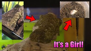 Let's Spy on TDI! -- The Leachie Gecko Laid Eggs, 3d Printed Hides, & More! 🦎🥚