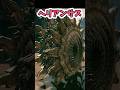 【AC6 敵紹介】ヘリアンサス【アーマードコア6】