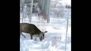 Canadian Lynx Attacks A Full Grown Mule Deer Video By Matt Lotochinskiyt