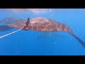 Whale Shark and Manta Ray Encounter- Isla Mujeres