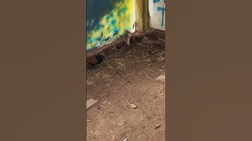 Chim bìm bịp là khắc tinh của rắn hổ mang #snake #shortvideo #trending