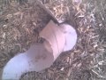 Ma hamster russe Krakote dingue du rouleau d&#39;essuie tout :P