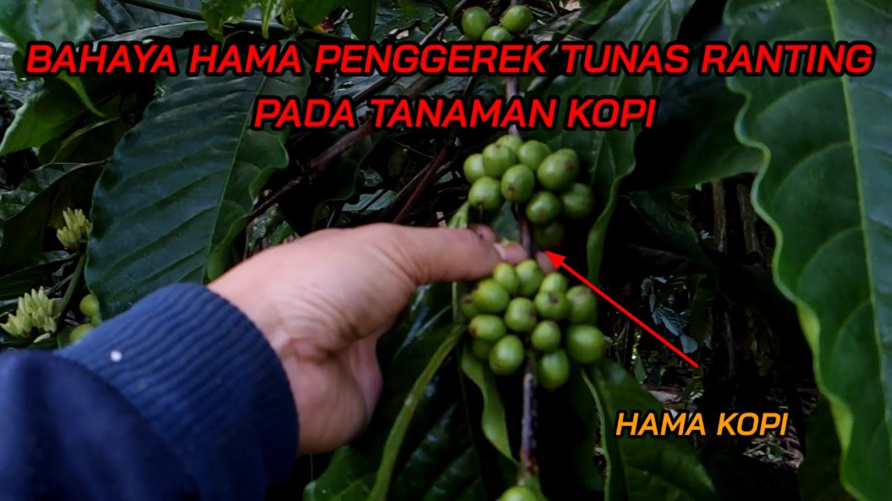 HAMA PENGGEREK TUNAS RANTING PADA TANAMAN KOPI- Anak Transmigrasi