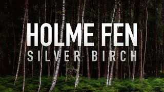 Holme Fen - Photographing the Silver Birch