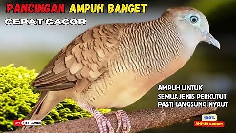 Perkutut Lokal Gacor Suara Kung Besar Pancingan Semua Perkutut Agar Cepat Bunyi! | Zebra Dove 036