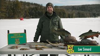 Fish Identification of Common Ice Fishing Species