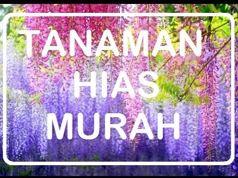 Tanaman Hias Macam Macam Tanaman Hias Harga Tanaman Hias Jenis Tanaman Hias Www Youtube Com Youtube