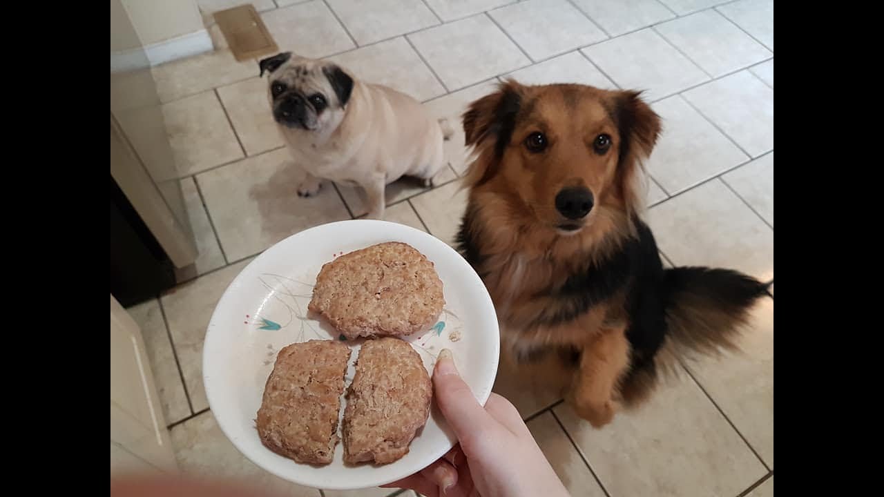Home Made Turkey Burgers For Dogs YouTube