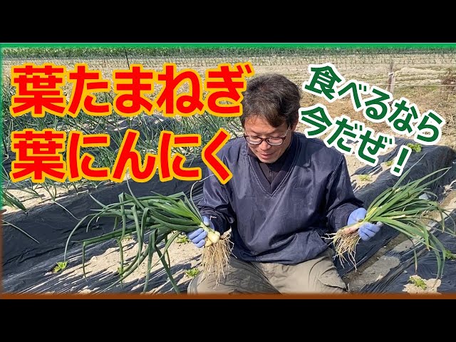 Now is the time to eat it! Leaf garlic and leaf onion - YouTube