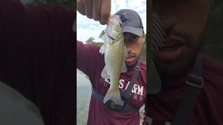 Caught this little bass on a black beetle spin!